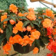 Begonia tuberhybrida Illumination Orange